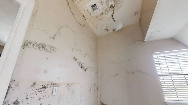 Best HVAC Mold Inspection and Cleaning  in Geneva, IN