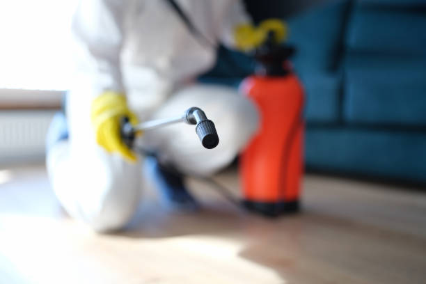 Best Black Mold Removal  in Geneva, IN