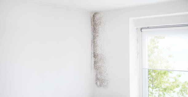 Best Mold-Related Health Consultation  in Geneva, IN