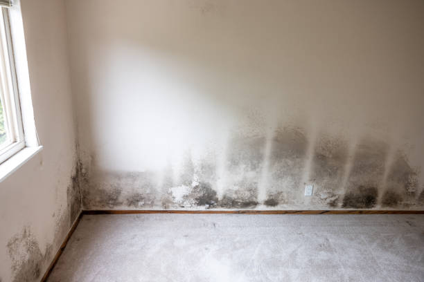 Best Air Quality Testing for Mold Spores  in Geneva, IN