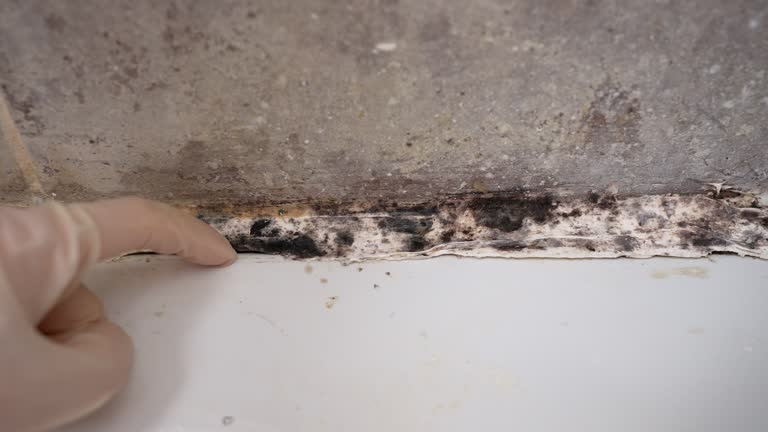 Best Emergency Mold Remediation  in Geneva, IN